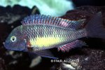 Tropheus sp. Kasanga - 